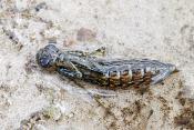 libelnymf (aeshna sp)